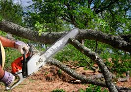 Buffalo Grove, IL Tree Services Company