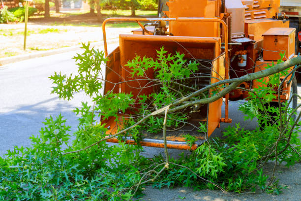 How Our Tree Care Process Works  in  Buffalo Grove, IL